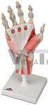 Hand Skeleton Model with Ligaments and muscles